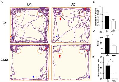 Advanced Maternal Age Impairs Myelination in Offspring Rats